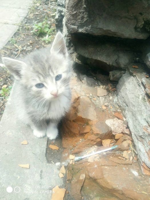 Котенята, котята, котики, кошенята в добрі руки