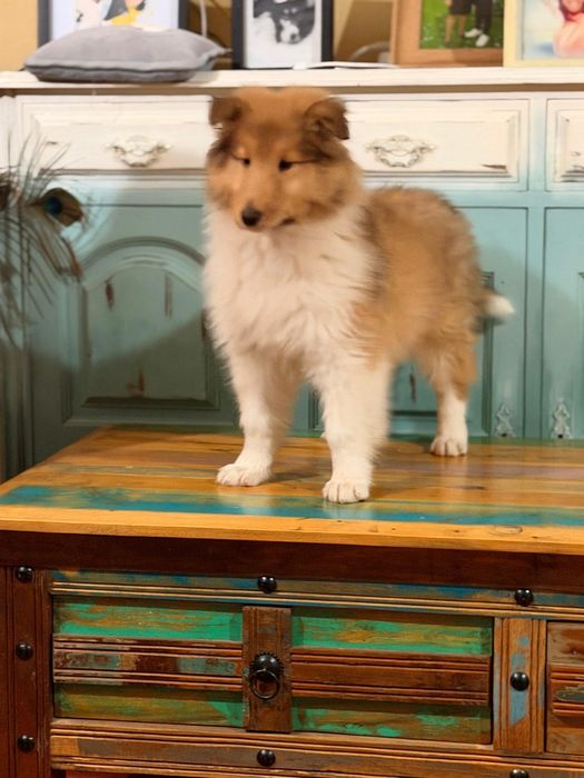 Maravilhosa rough collie