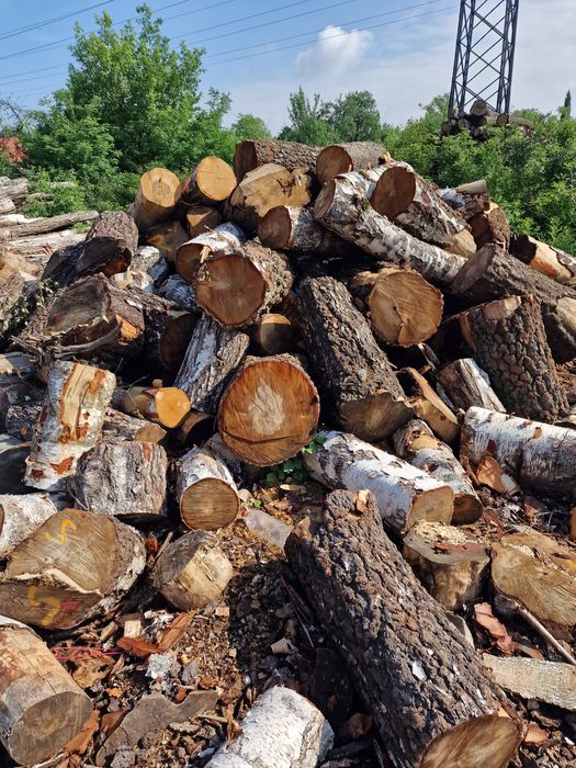 Brzoza TANIO drewno kominkowe brzozowe drzewo klocki