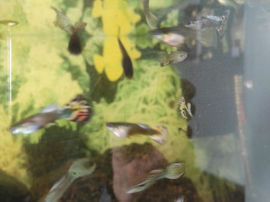 Gupik pawie oko ladne odporne