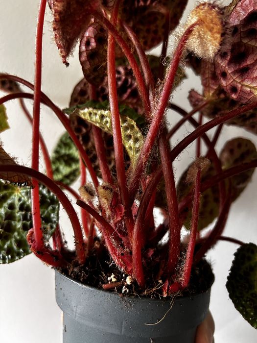 Begonia Ferox grande