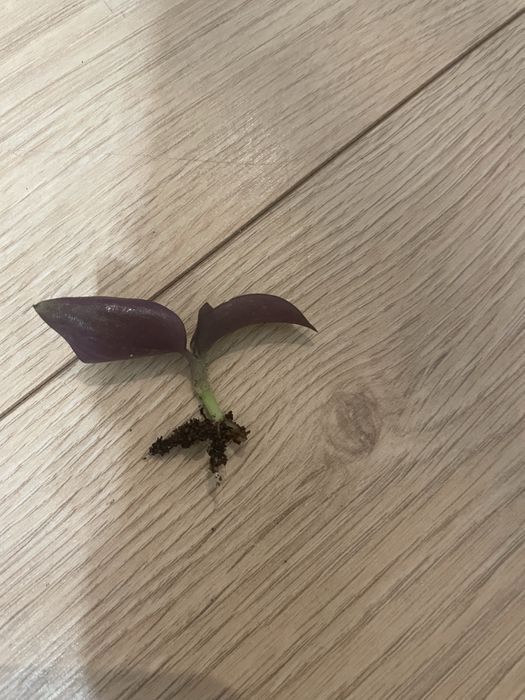 Trzykrotka szczebka