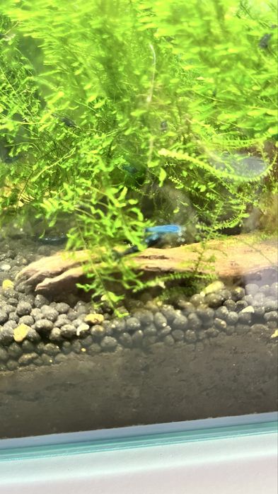 Neocaridinas Juvenis, blue dream e Red Fire