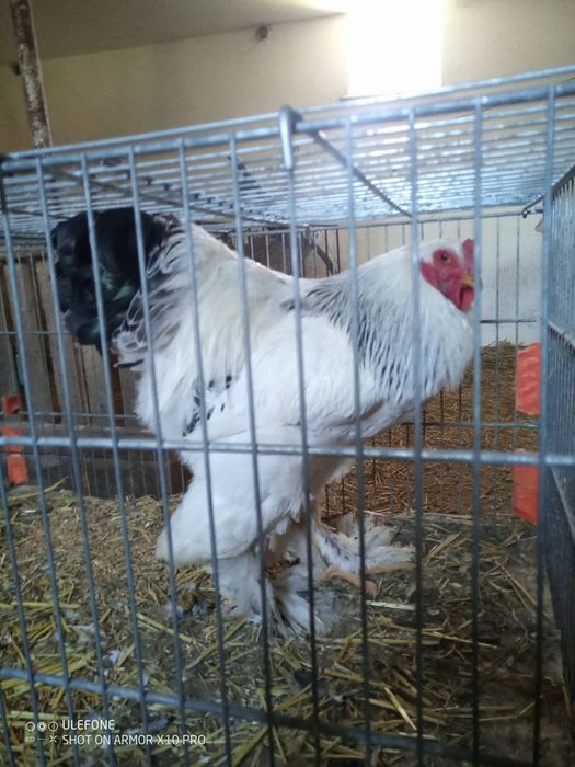 Kogut Brahma 9 miesięcy