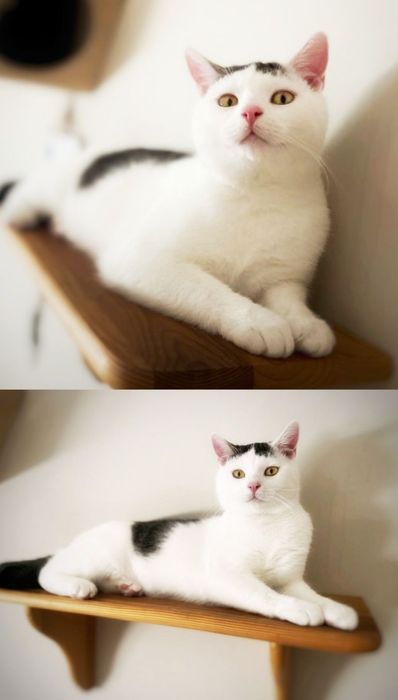 Żywa przytulanka szuka dobrego domu :)