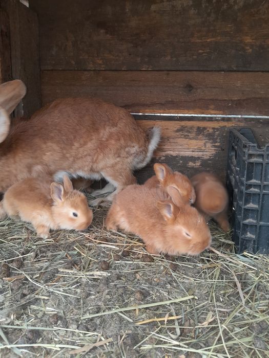 Порода бургундія