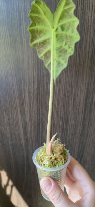 Алоказія Поллі дітка