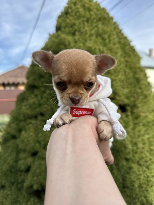 Супер міні чіхуахуа дівчатка в ізабелловому окрасі