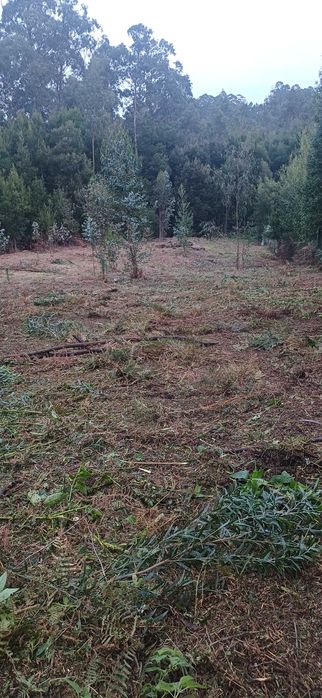 Limpeza de terrenos ou quintais