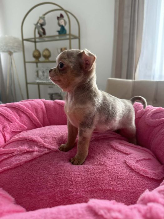 Cudowna sunia Chihuahua lilac merle