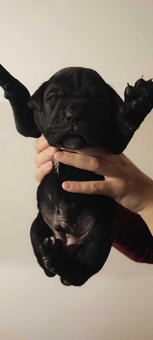 Продається Кане Корсо