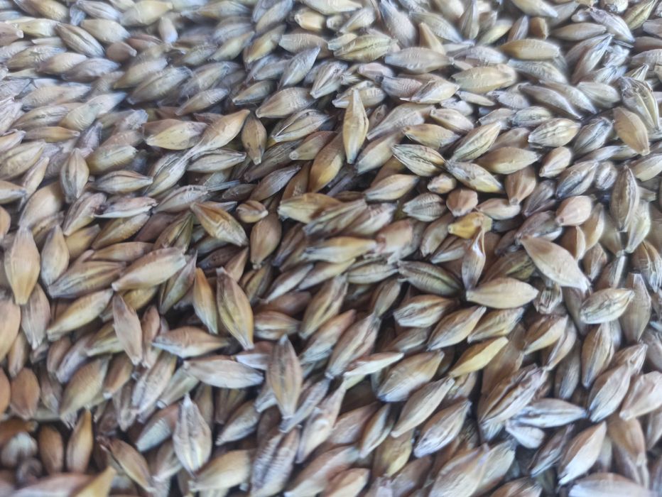 Jęczmień tegoroczny