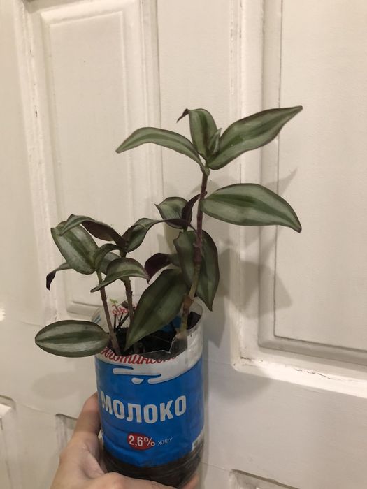 Растение Традесканция зебрина