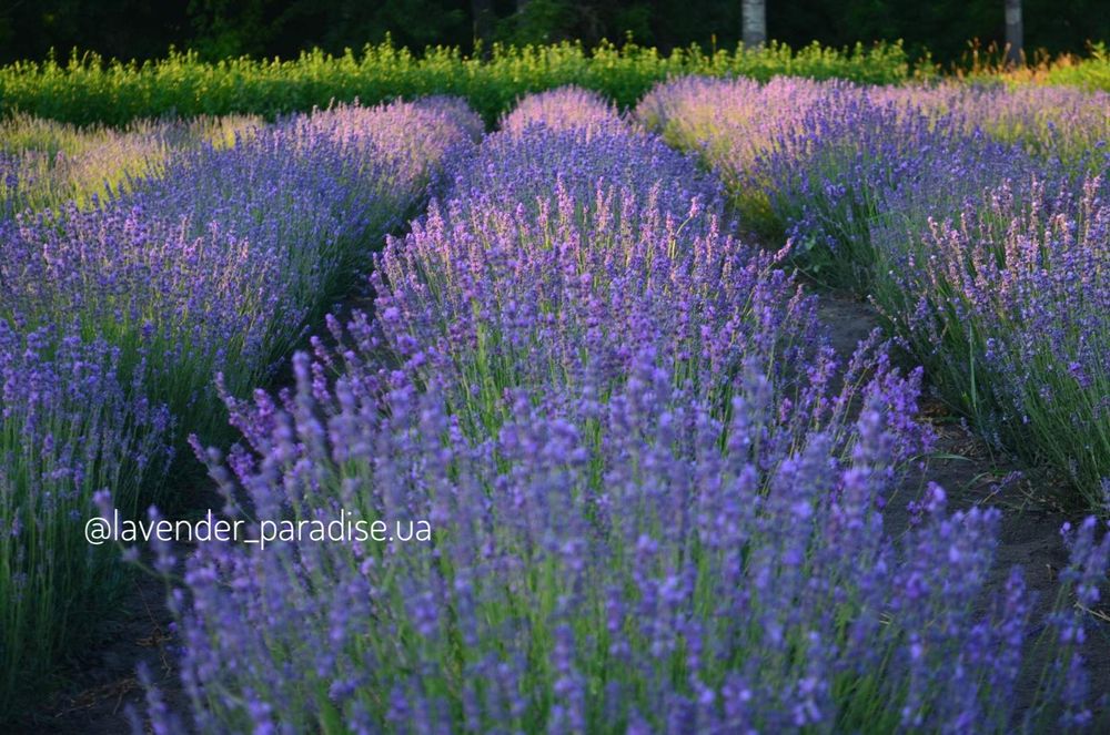 Лаванда весна 2026