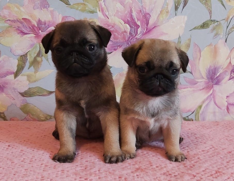 Щенок мопса , девочки