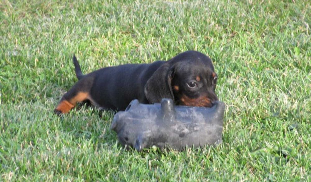 Teckel Fêmea Super - Garantia Contrato Despistes Genéticos