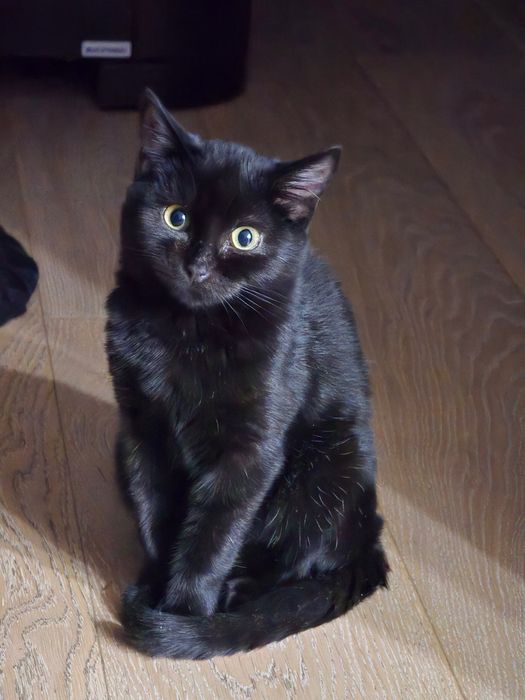 Отдаем черных котят бесплатно