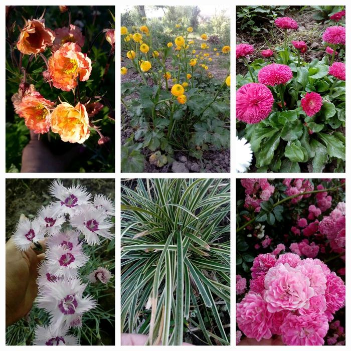 Котовник, іссоп,кніфофія, флокси, гвоздика, гравілат