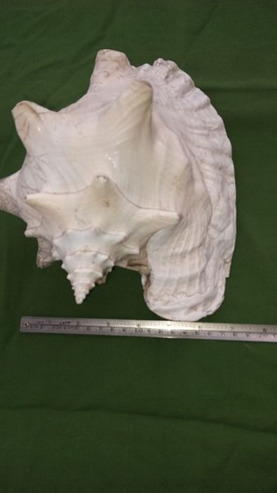 Ракушка большая,ракушка