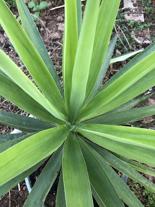 Planta Yucca com vaso