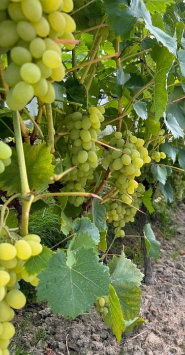 Winogron KISZMISZ 342. Sadzonka winorośli1,2m