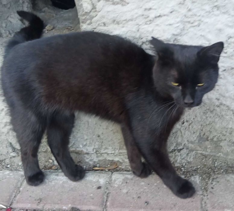 Молодий котик в добрі руки