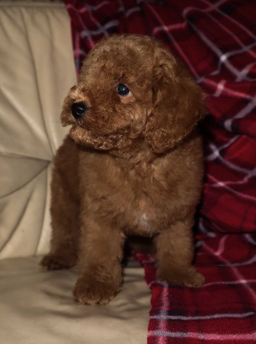 Piękny chłopiec pudel miniaturowy