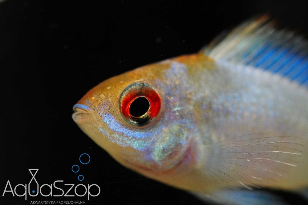 Pielęgniczka ramireza "Electric Blue" - AQUASZOP