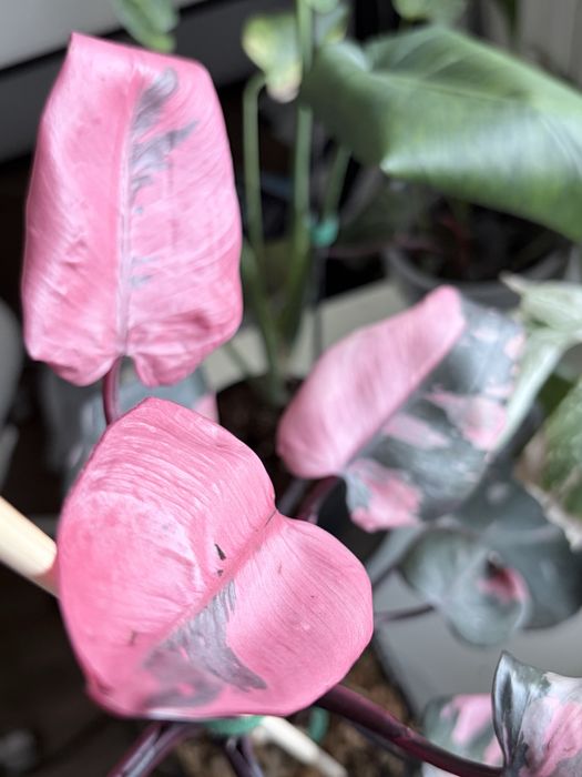 Philodendron Pink Princess