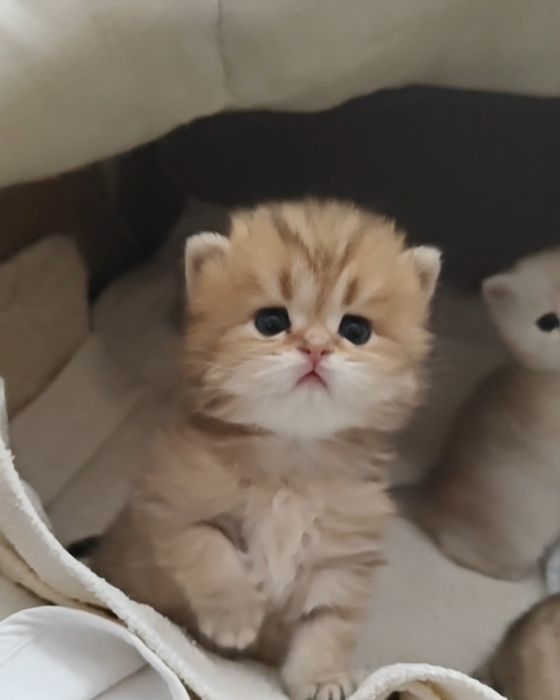 Чистокровный мальчик золотая шиншилла