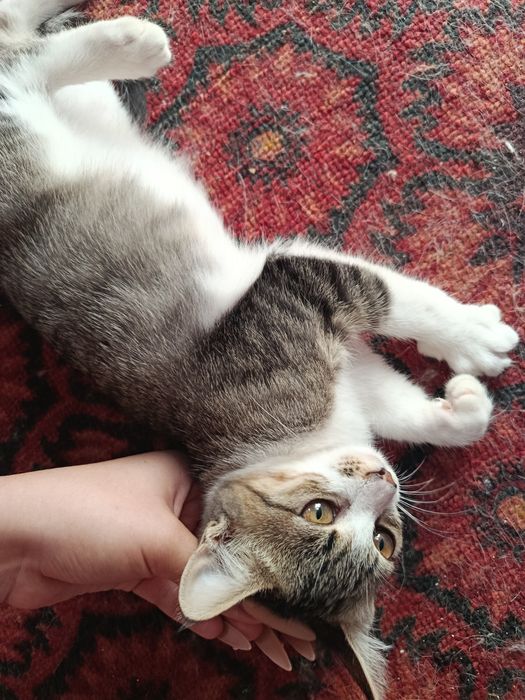 В самые хорошие руки котенок даром. котята бесплатно. котик. кот