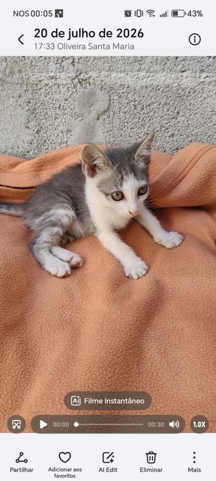 Gatinhos para adoção responsável