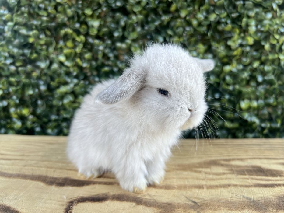 Mini lop/samce/metryka/chip