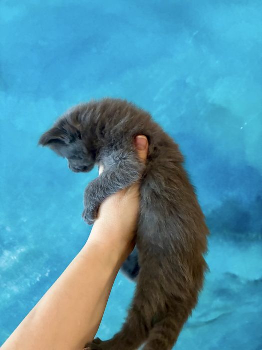 Kotka niebieska solid Maine Coon