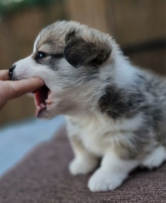 Вельш Корги Пемброк