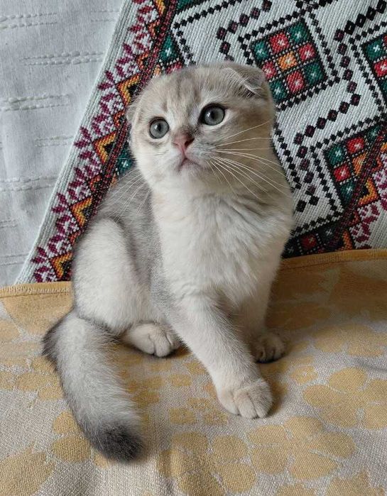 Шотландский вислоухий котик в окрасе голубое золото ау11