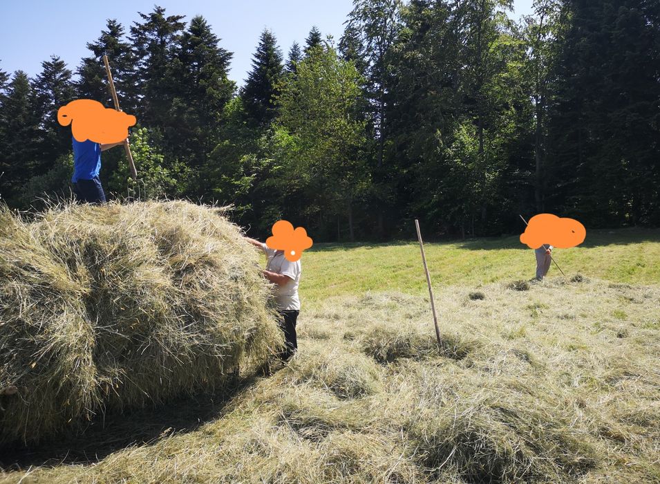 Сіно ручного косіння