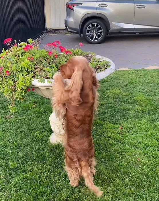 Дітки спаніелі копія батьків.