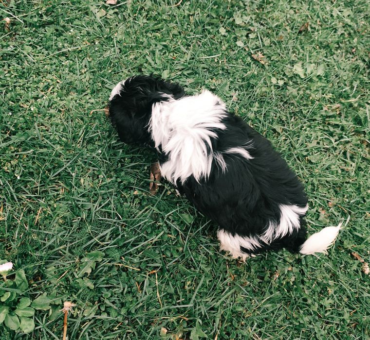 Piesek Shih tzu.