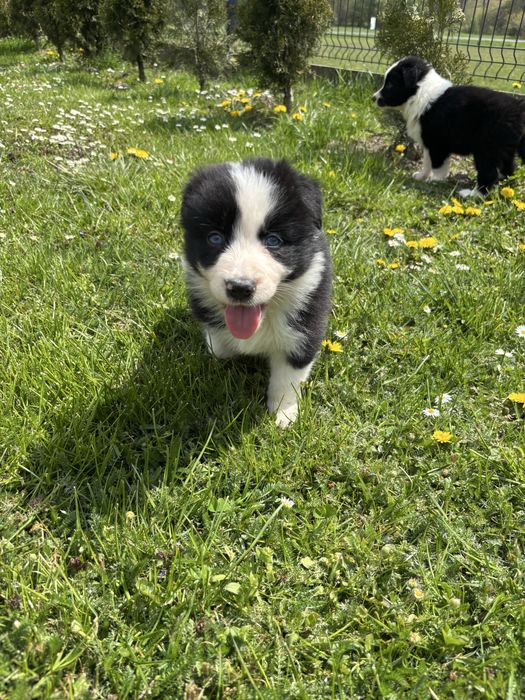 Szczeniak Border Collie