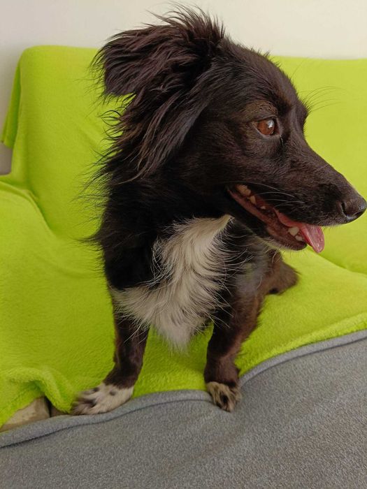Abi poleca się do adopcji