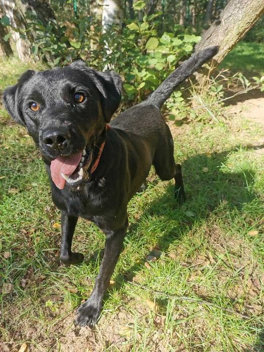 Antrax 1,5 roczny pies w typie labradora MA DOM !