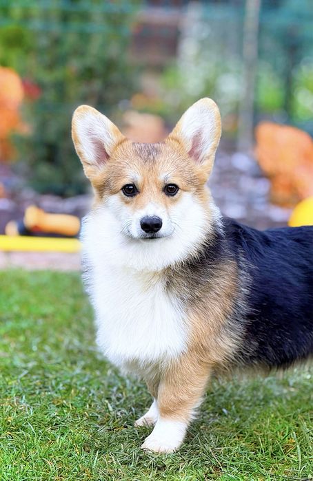 Вельш корги пемброк