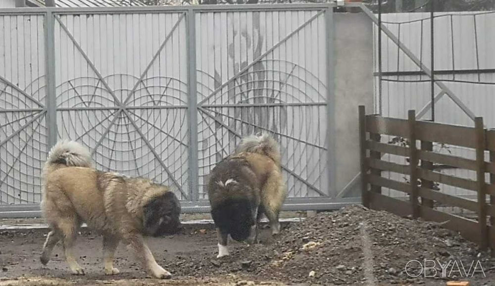 В*язка Кавказькі вівчарки (вовкодави) tsaro baron/regina otaman salam/