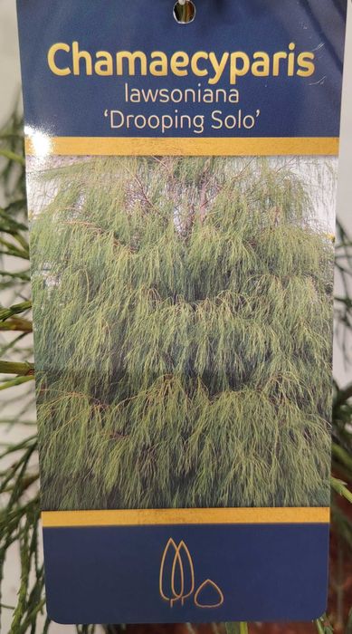 Cyprysik Lawsona DROOPING SOLO 5L