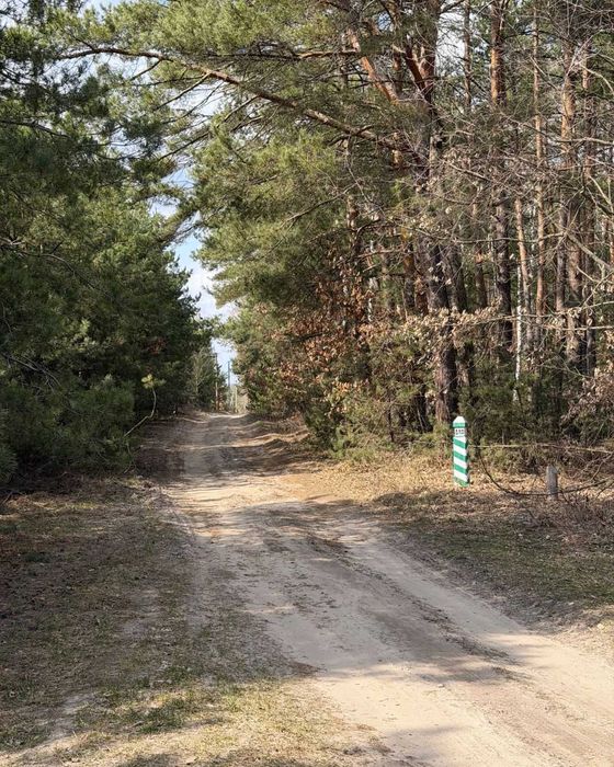 Ділянка в сосновому лісі • Газ • Світло • 9 соток • 70 км від Києва