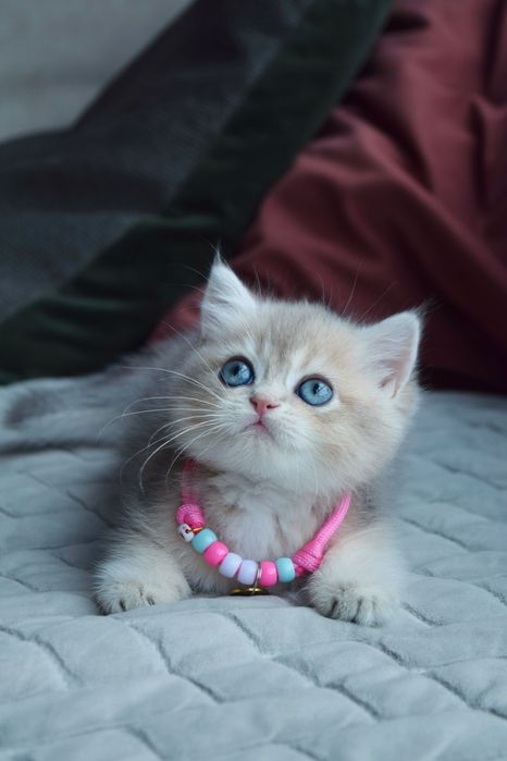 Хлопчик Блакитна Золота Шиншилла ay25 Київ