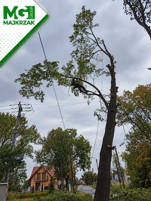 Wycinka drzew | Alpinistyczna wycinka drzew | Usuwanie drzew trudnych |Usuwanie drzew z działki | Dzierżoniów, Ząbkowice, Wałbrzych, Świdnica, Bielawa