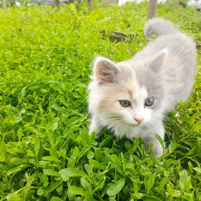 Кошенята шукають дом