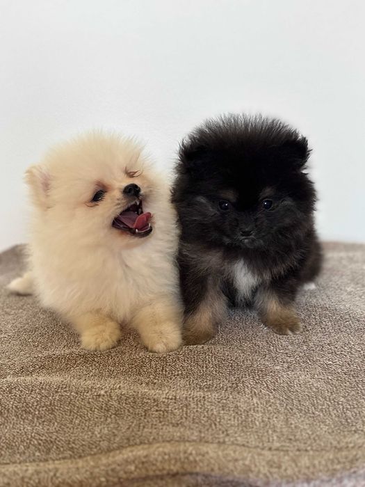 Szpic Pomeranian typ Boo śliczny piesek
